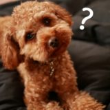 当たるんです　仕組みや買い方わからないことを教えてくれるサービスが親切！