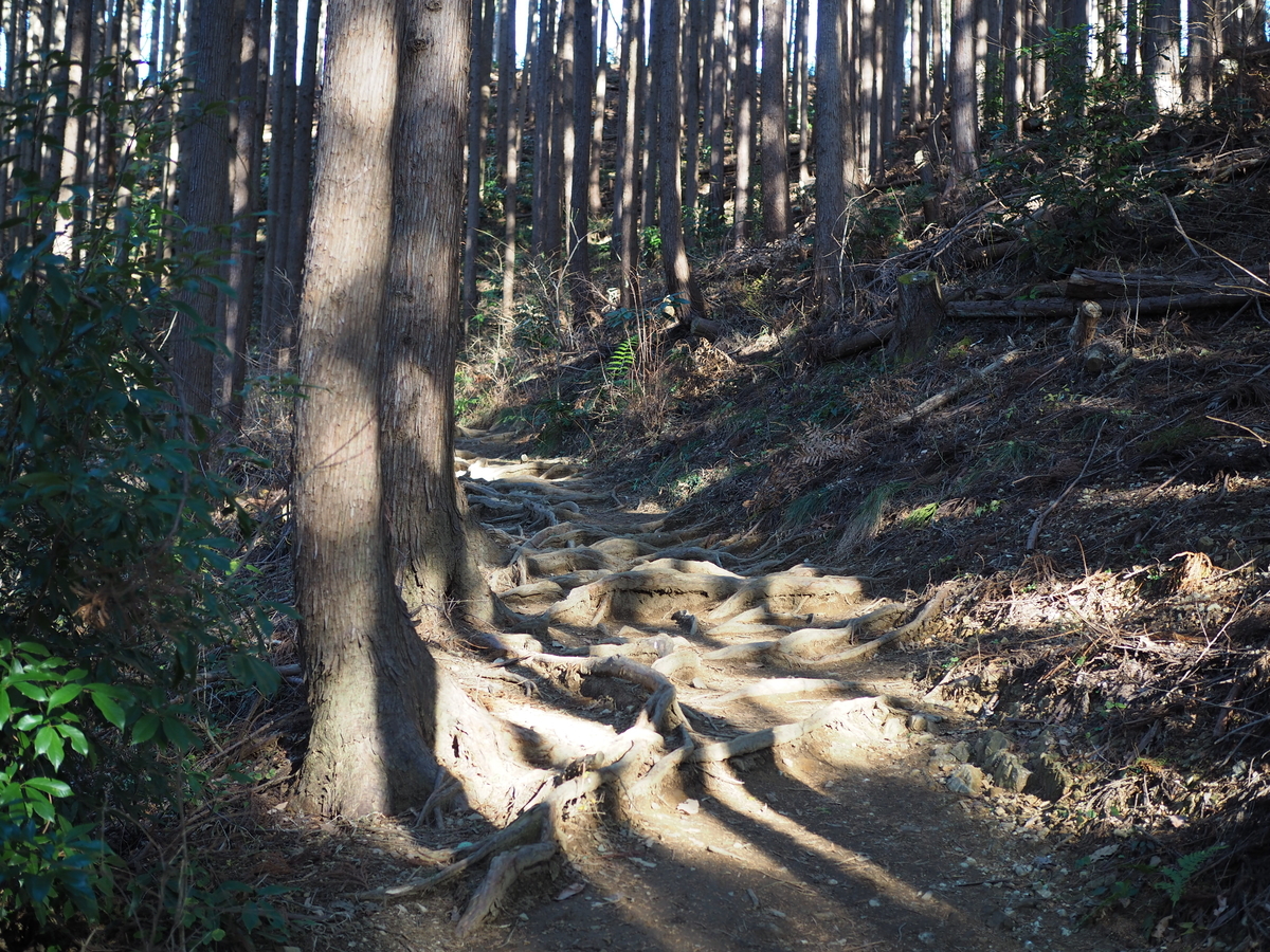 景信山　高尾山　縦走　親子