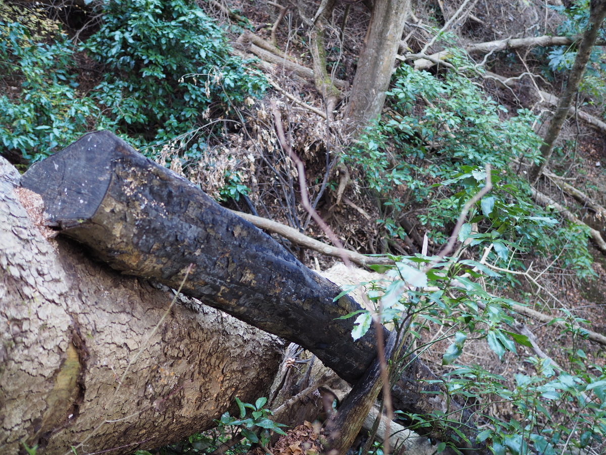 景信山　高尾山　縦走　親子