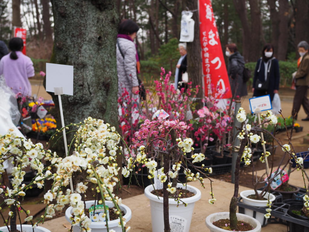 羽根木公園　せたがや梅まつり