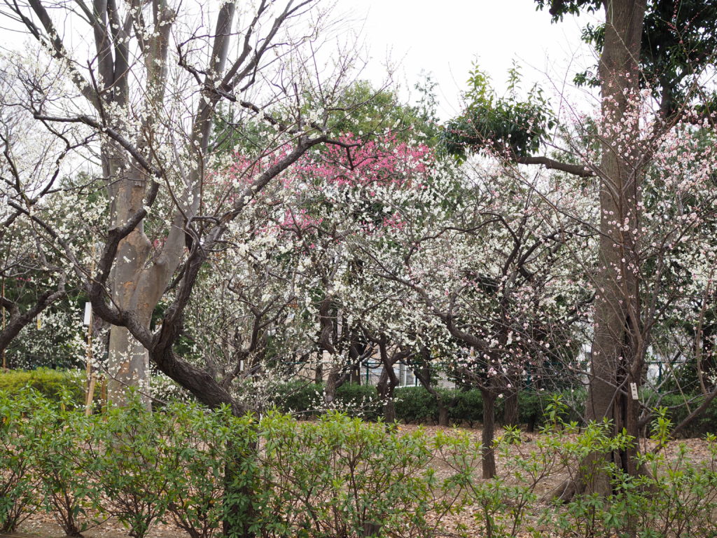 羽根木公園　せたがや梅まつり