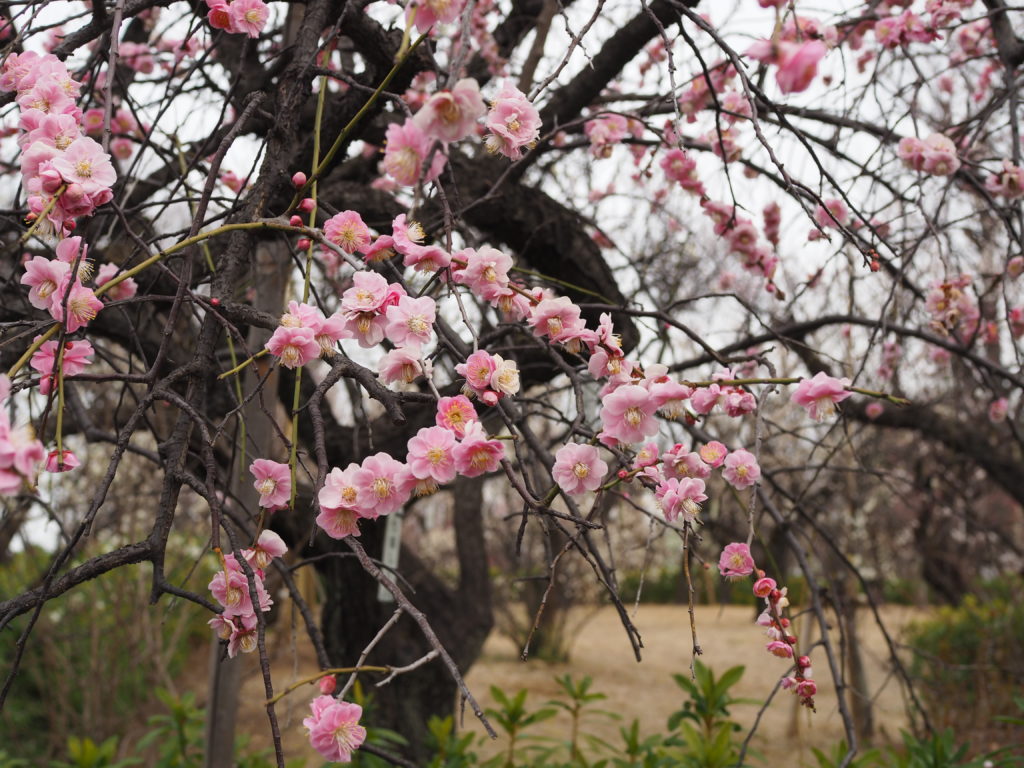 羽根木公園　せたがや梅まつり