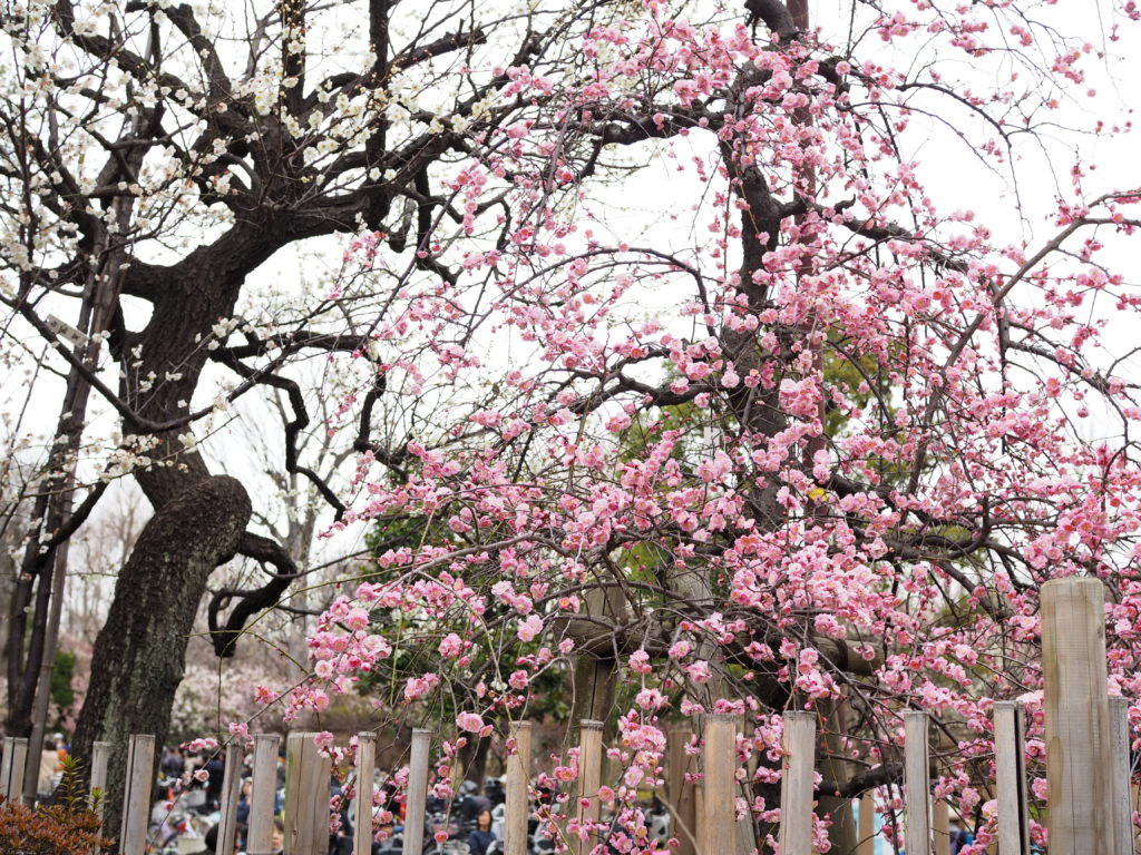 羽根木公園　せたがや梅まつり