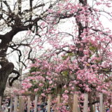 梅ヶ丘　羽根木公園のせたがや梅まつり　見頃は？アクセスは？ランチは？