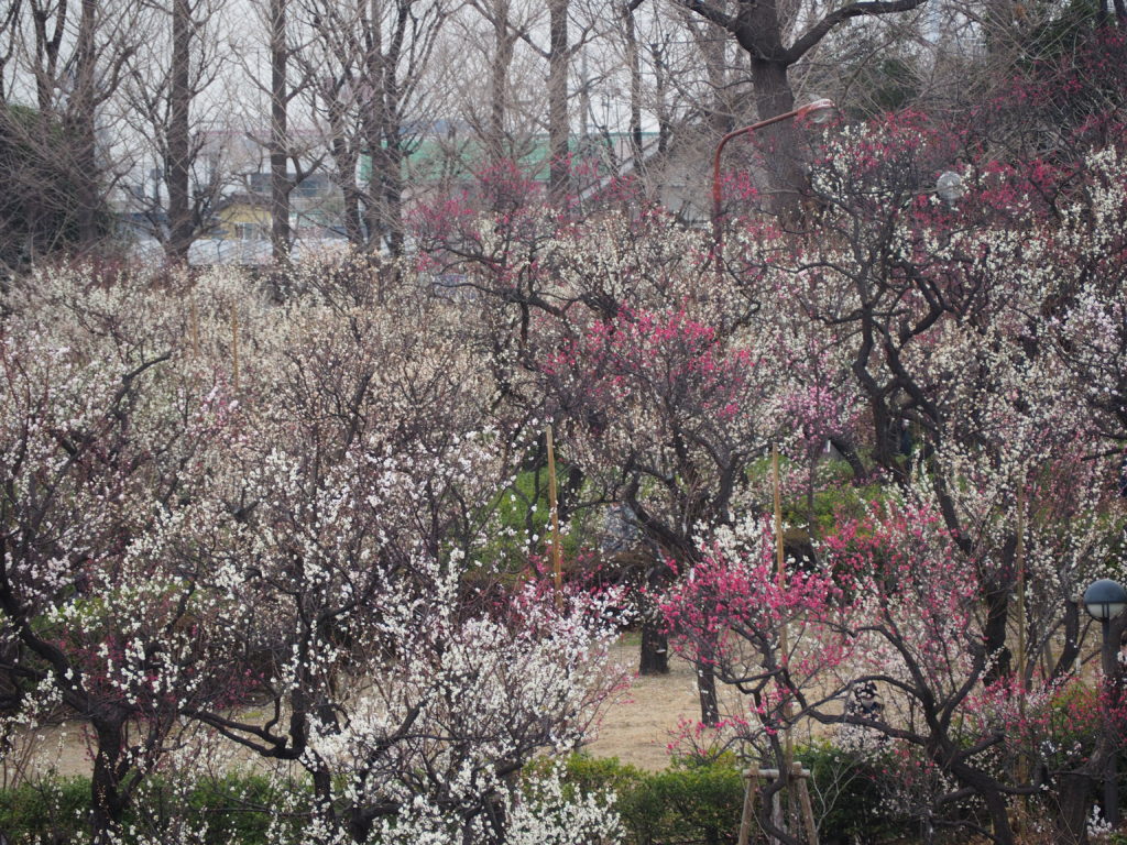 羽根木公園　せたがや梅まつり